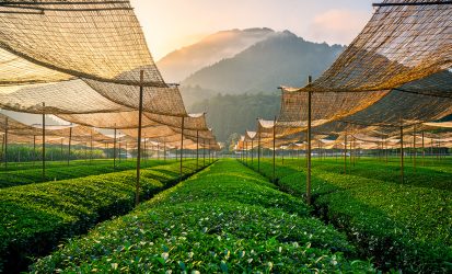 matcha-origins-uji-japan