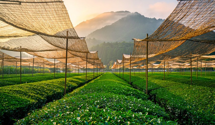 matcha-origins-uji-japan