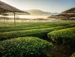 matcha-tea-origins-uji-japan