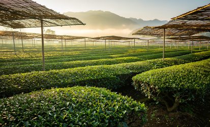 matcha-tea-origins-uji-japan