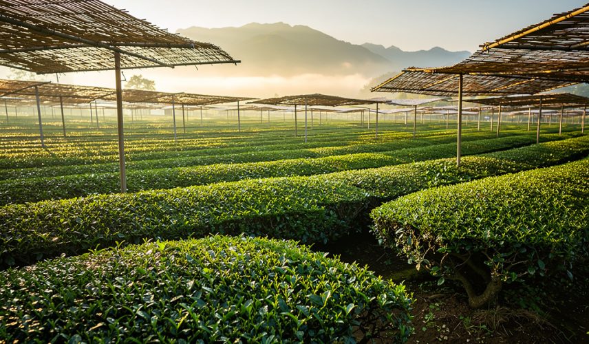 matcha-tea-origins-uji-japan